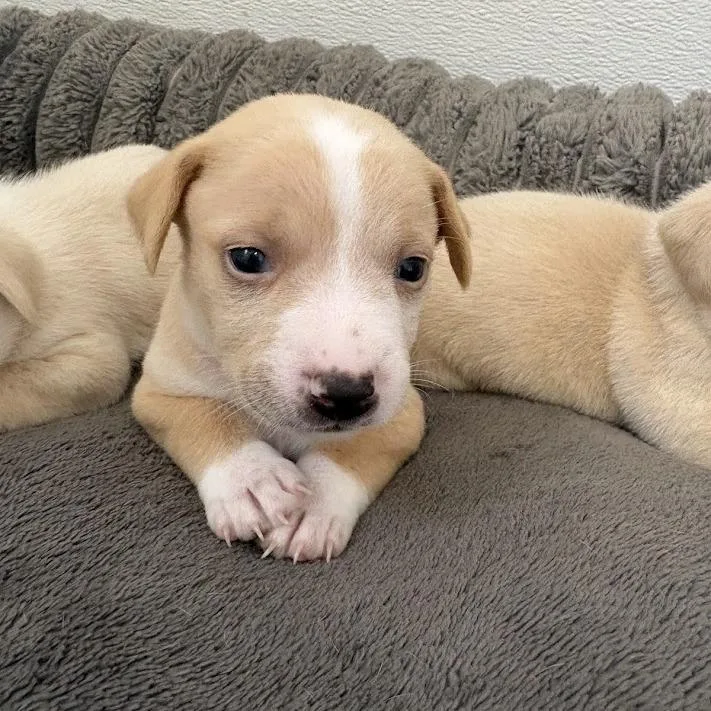 A baby small-sized male White / Cream Labrador Retriever dog named Soy Milk for adoption in North Charleston, SC