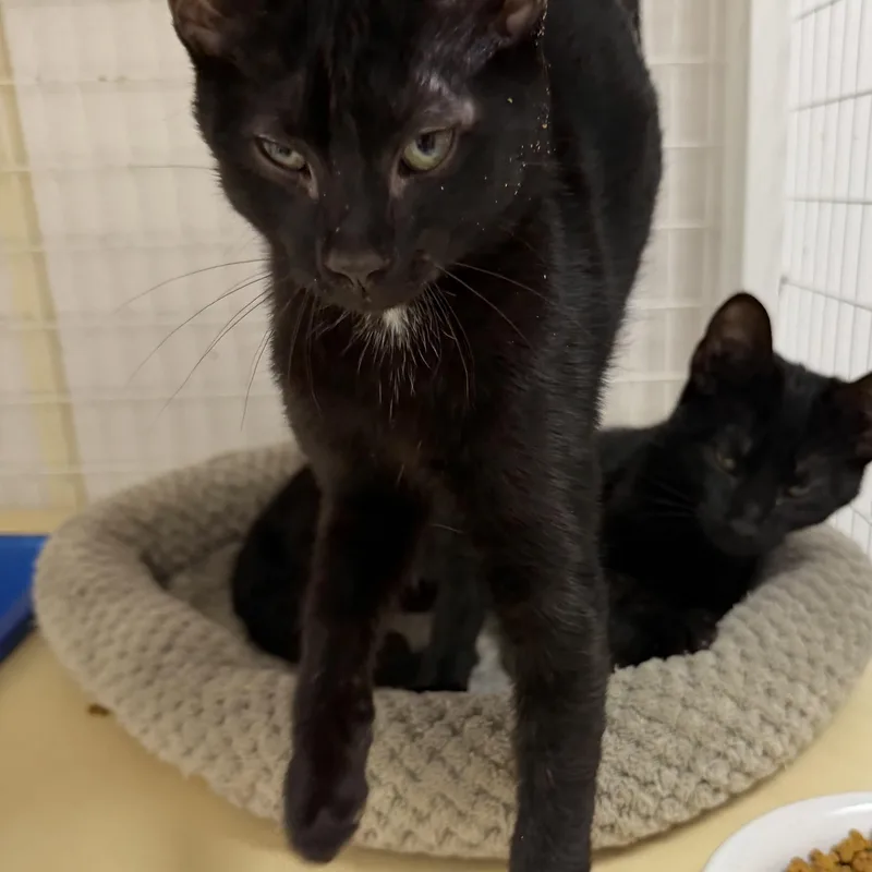 A young medium-sized male Black Domestic Short Hair cat named Ran for adoption in Senatobia, MS