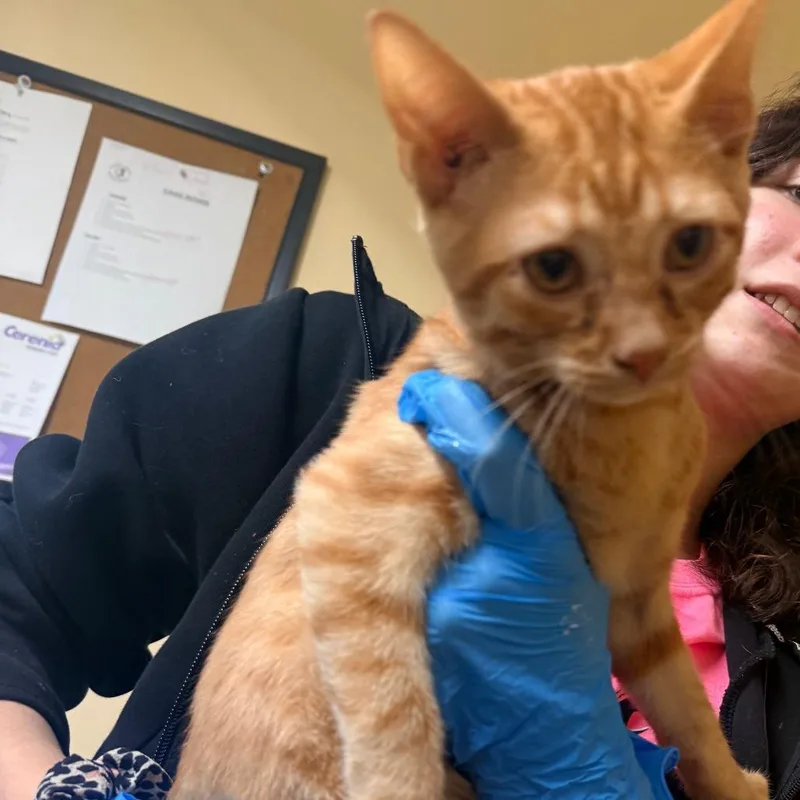 A young small-sized male Orange / Red Domestic Short Hair cat named Amos for adoption in Corinth, MS