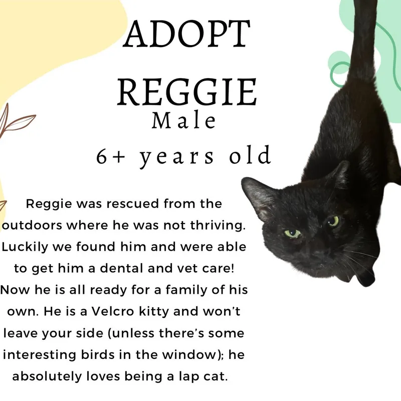 Reginald thumbnail 2