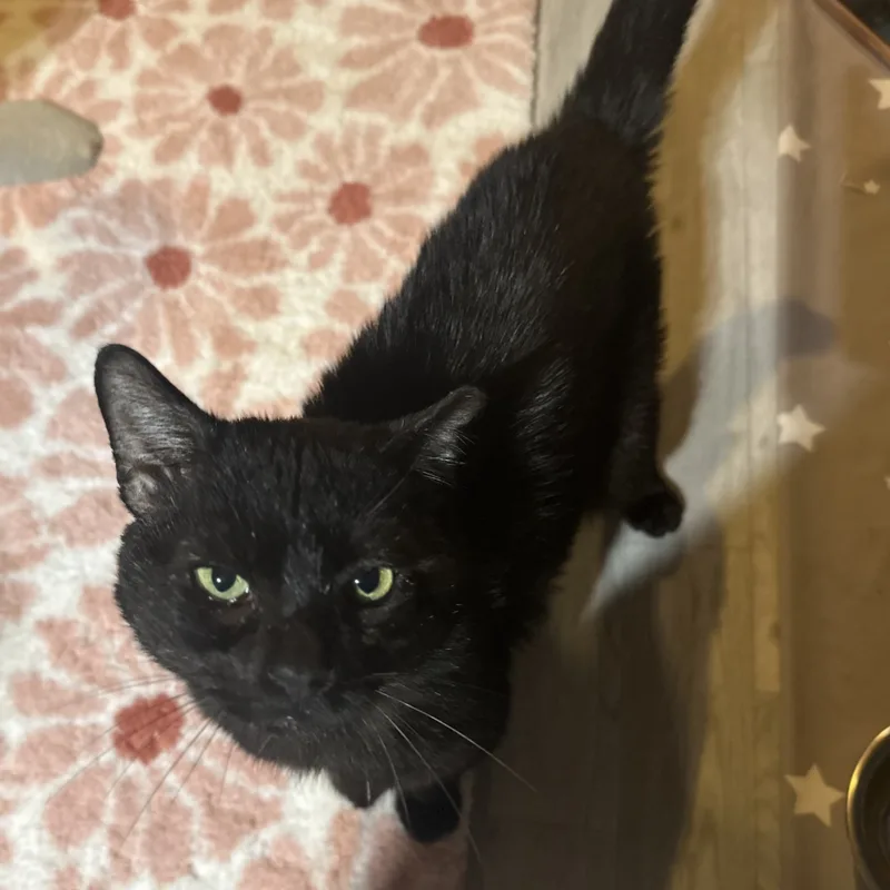 Reginald thumbnail 3