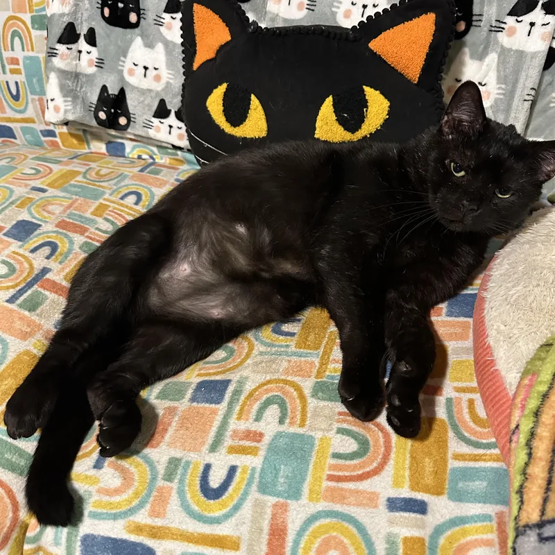 Reginald thumbnail 4