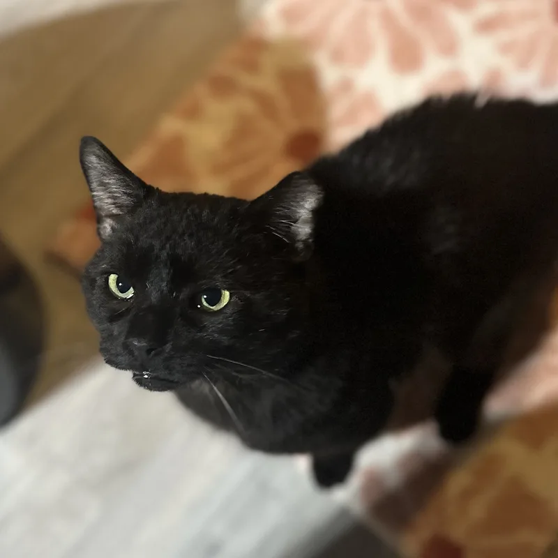 Reginald thumbnail 5