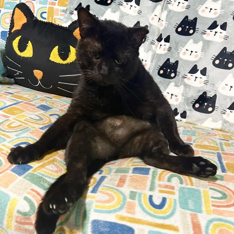 Reginald thumbnail 6