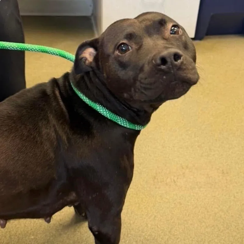 An adult small-sized female Pit Bull Terrier dog named Delaney D for adoption in Princeton, MN