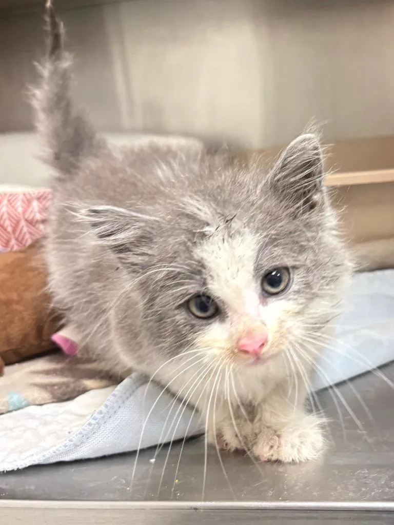 A baby medium-sized female Domestic Long Hair cat named Diva for adoption in Greeneville, TN