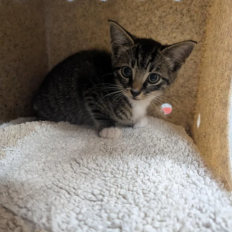 A baby small-sized male Brown / Chocolate Domestic Short Hair cat named Reggie for adoption in League City, TX