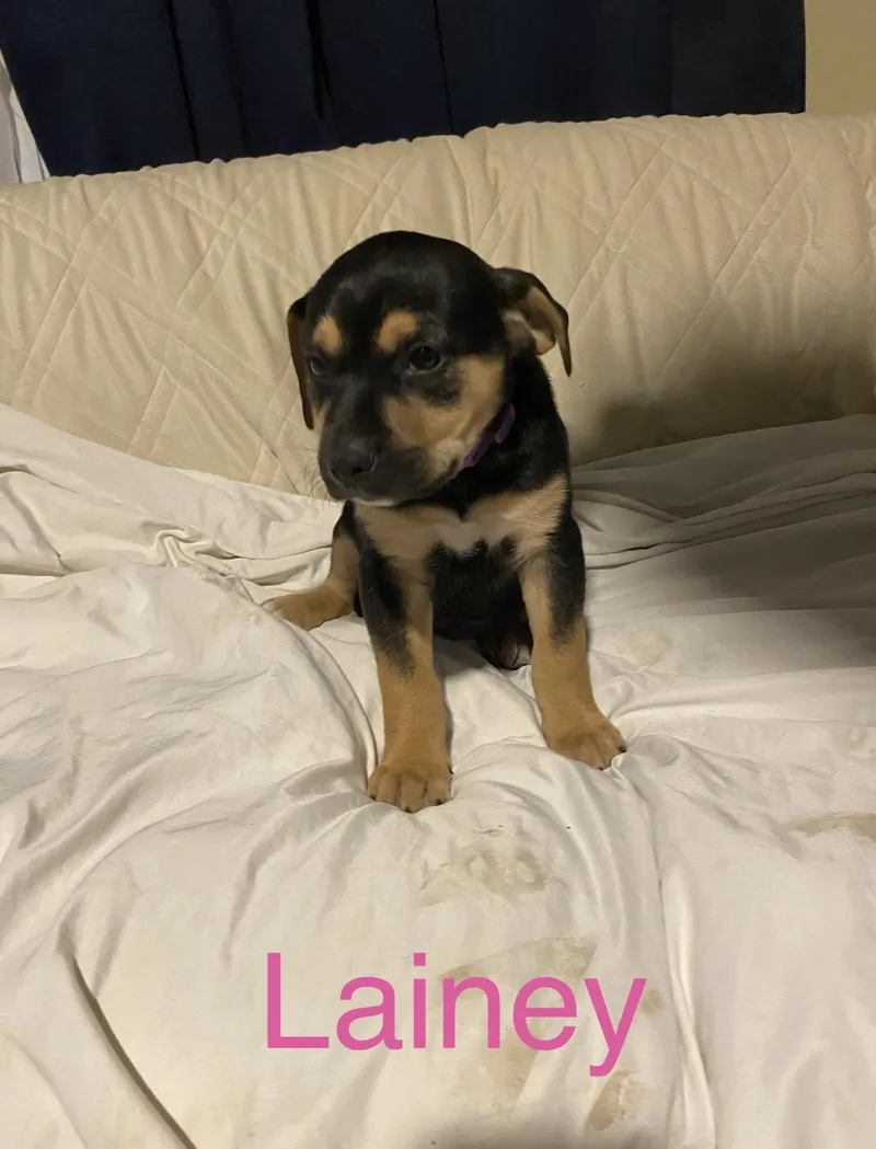 A baby medium-sized female Labrador Retriever dog named Lainey for adoption in Walker, LA