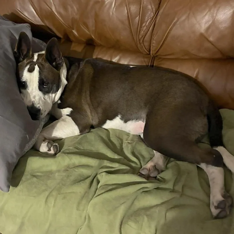 An adult large-sized male Brown / Chocolate Terrier dog named Irish Bailey for adoption in Corpus Christi, TX
