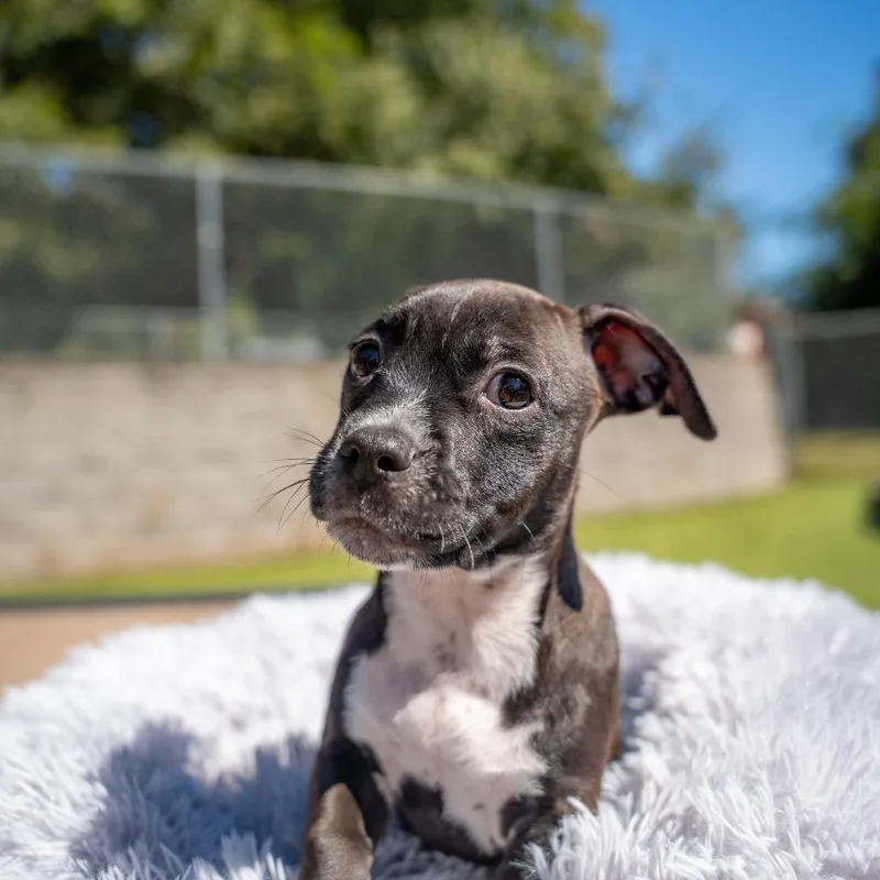 A baby medium-sized female Terrier dog named Freya for adoption in Gainesville, GA