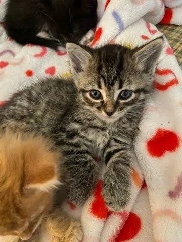 A young small-sized female Domestic Medium Hair cat named Lorraine for adoption in Columbus, IN