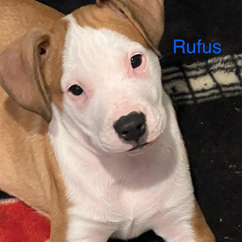 A baby large-sized male White / Cream Mixed Breed dog named Rufus for adoption in Davisburg, MI