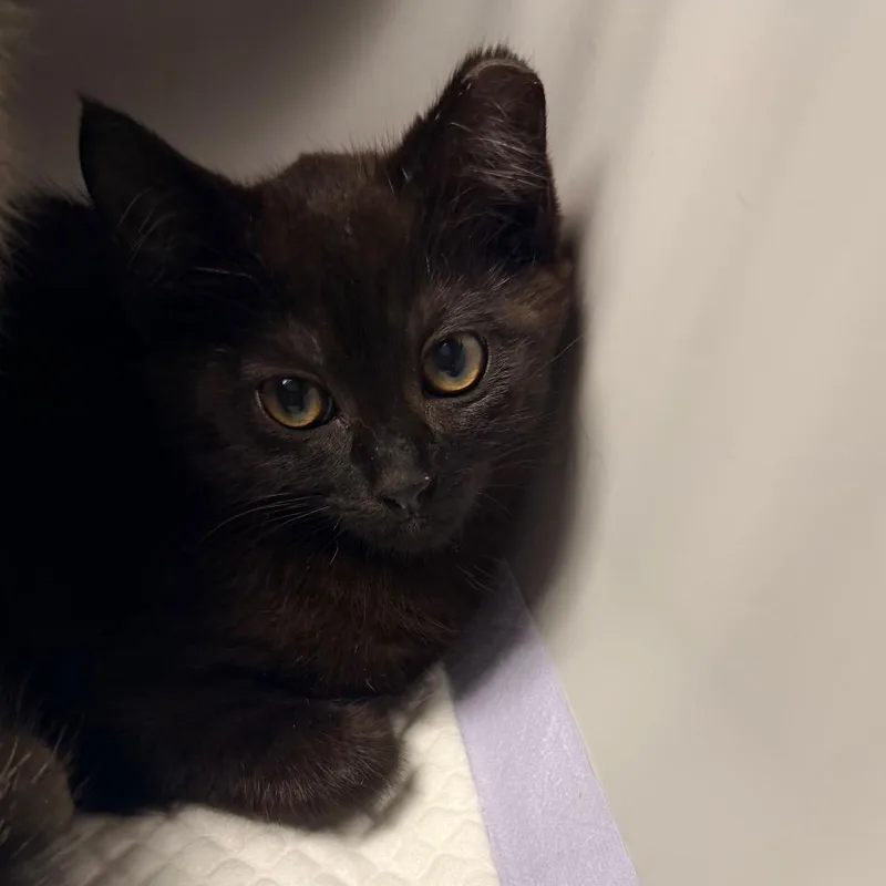 A baby small-sized female Black Domestic Short Hair cat named Sunkiss for adoption in Mount Juliet, TN