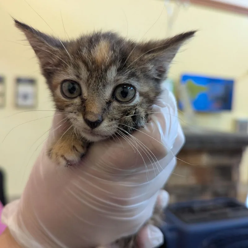 A baby small-sized female Brown / Chocolate Domestic Short Hair cat named Matcha for adoption in Lynchburg, VA