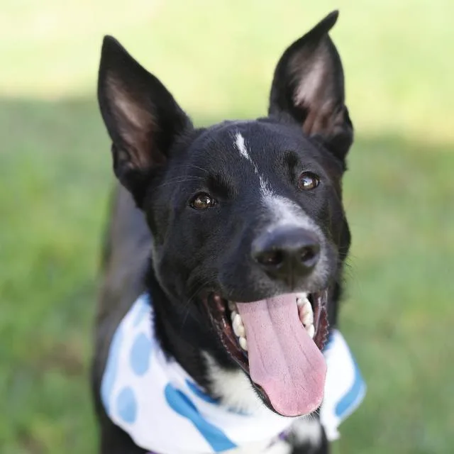 A young medium-sized male Shepherd dog named Buck for adoption in San Antonio, TX