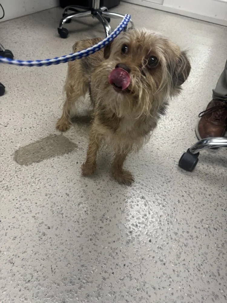 A baby small-sized male Shih Tzu dog named Milo for adoption in Marietta, GA