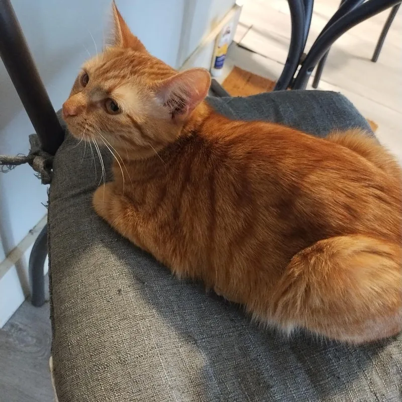 A young medium-sized female Orange / Red Domestic Short Hair cat named Clementinec for adoption in East Saint Louis, IL