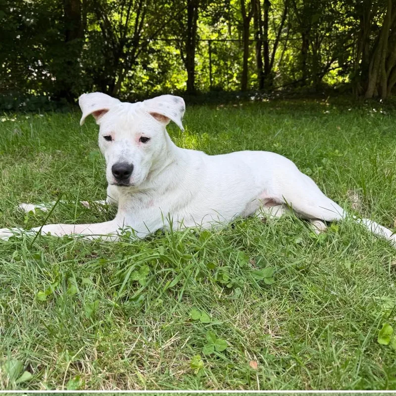 An adult medium-sized female White / Cream Australian Cattle Dog / Blue Heeler dog named Raine for adoption in Chattanooga, TN
