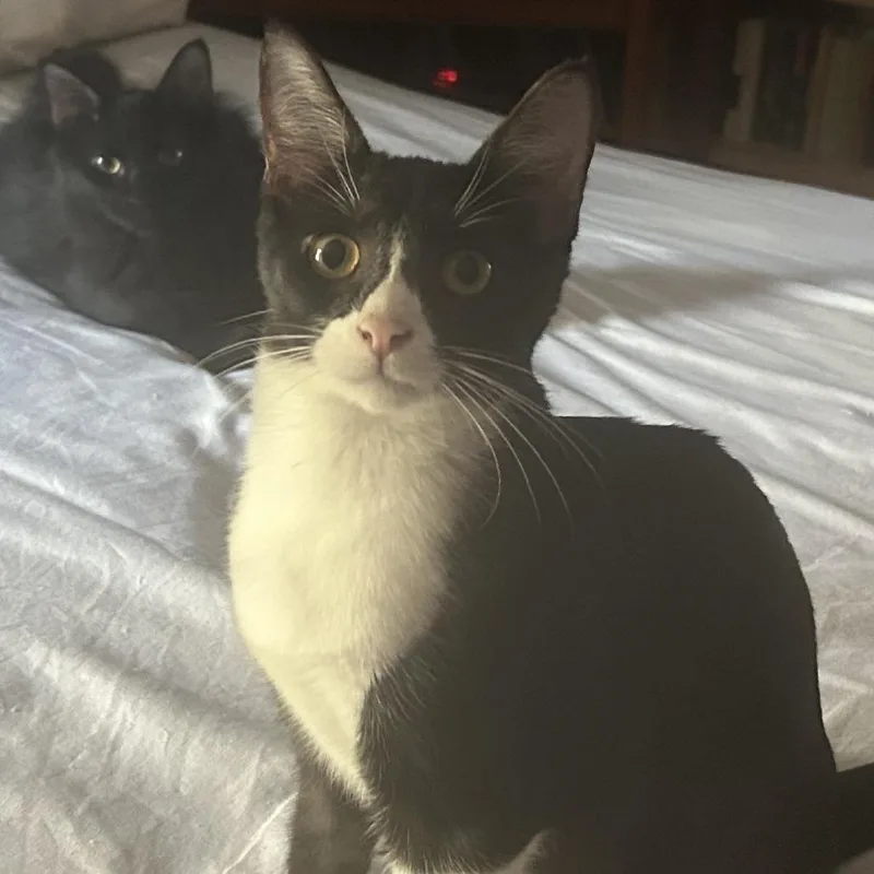 Pollock Nn thumbnail 2