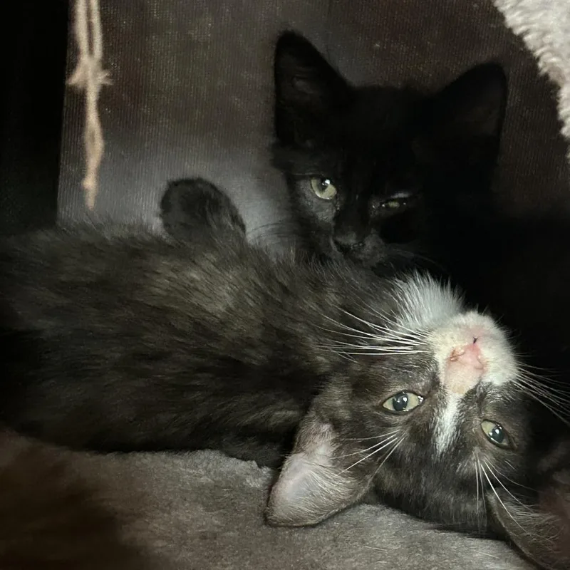 Pollock Nn thumbnail 3