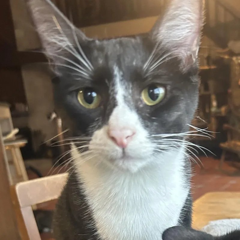 Pollock Nn thumbnail 4