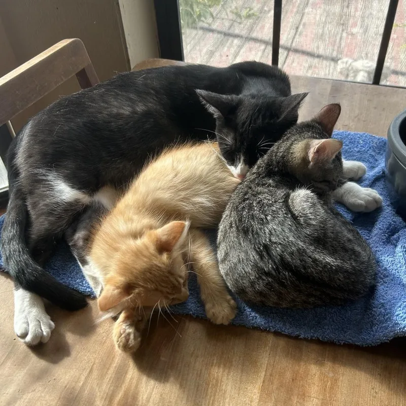 Pollock Nn thumbnail 5