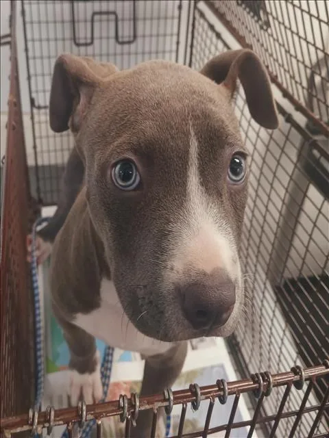 A baby small-sized female Pit Bull Terrier dog named Cookie for adoption in Los Angeles, CA