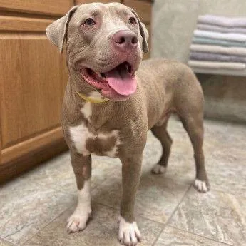 A young large-sized female Yellow / Tan / Blond / Fawn Mixed Breed dog named Happy Feet for adoption in Buffalo, MN