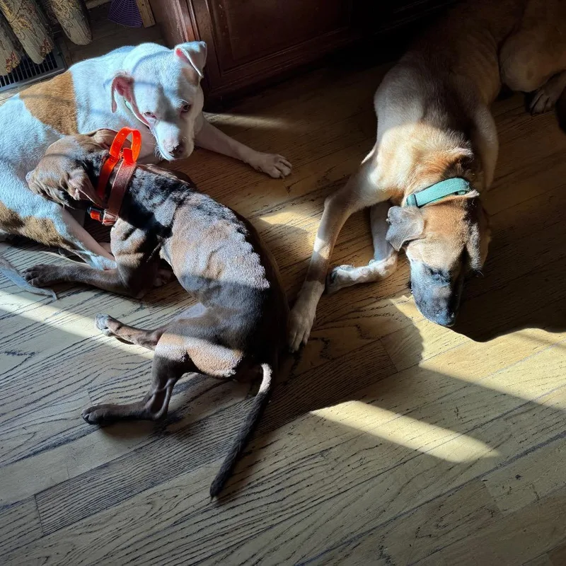 Plankton thumbnail 2