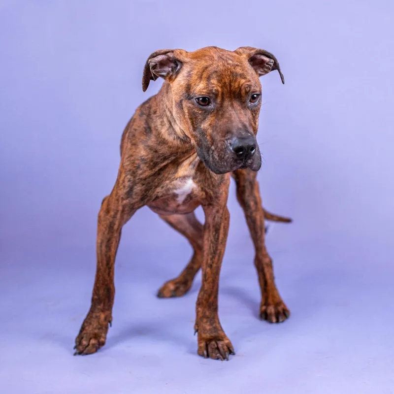 Plankton thumbnail 3