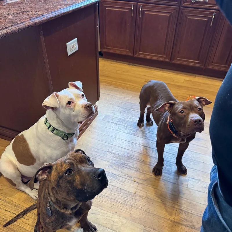 Plankton thumbnail 4