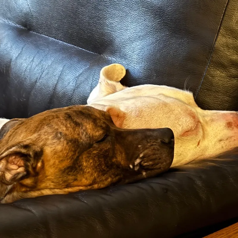 Plankton thumbnail 6