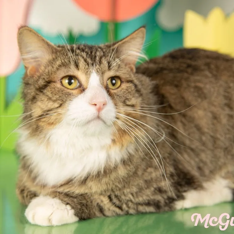 A young small-sized male Brown / Chocolate Domestic Short Hair cat named Maguire for adoption in Springfield, MO