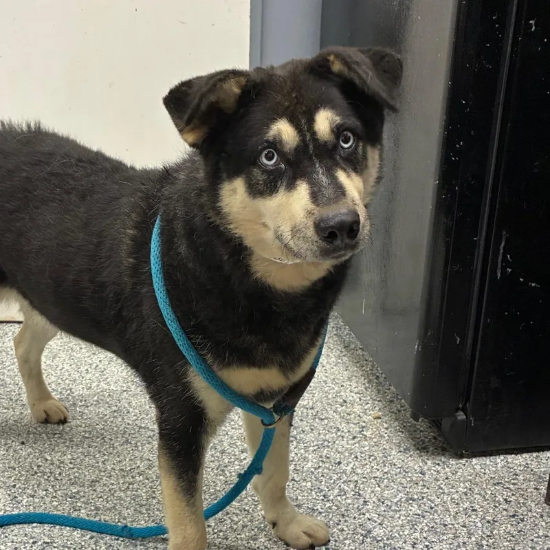 An adult large-sized male Black Husky dog named Storm for adoption in Birmingham, AL