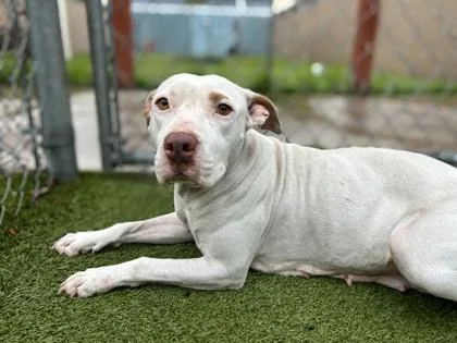An adult large-sized female Terrier dog named Miracle Whip for adoption in Gainesville, FL