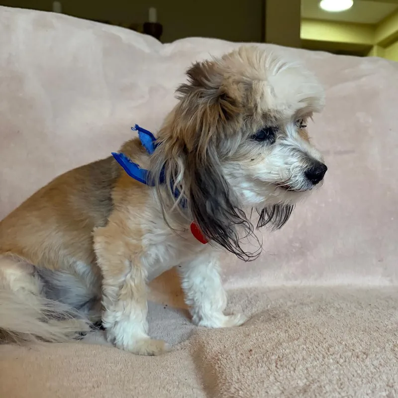 A senior small-sized male White / Cream Maltese dog named Bosco for adoption in Ramona, CA