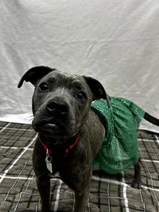 A young medium-sized female Black Mixed Breed dog named Merida for adoption in Hamilton, OH