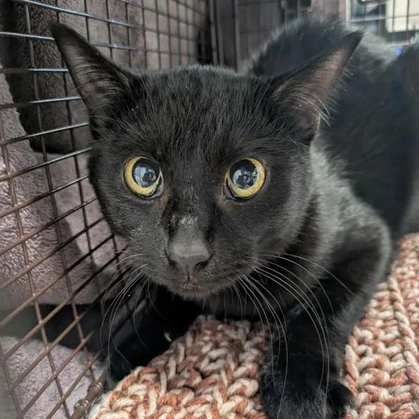 An adult small-sized female Domestic Short Hair cat named Fleetwood for adoption in Des Moines, IA