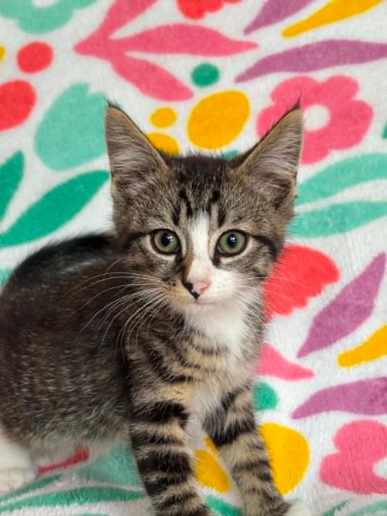 A baby medium-sized male Domestic Short Hair cat named Grayson for adoption in Warrenton, NC