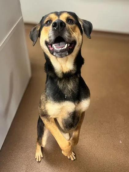 A young medium-sized male Brown / Chocolate Australian Shepherd dog named Diesel for adoption in Winfield, KS
