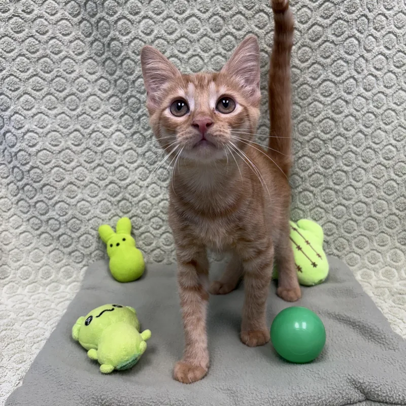 A baby medium-sized male Orange / Red Domestic Short Hair cat named Zoku for adoption in Bear, DE