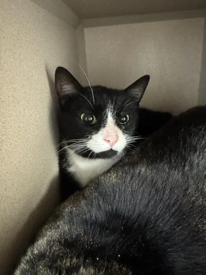 An adult small-sized male Domestic Short Hair cat named Boots for adoption in Bowling Green, KY