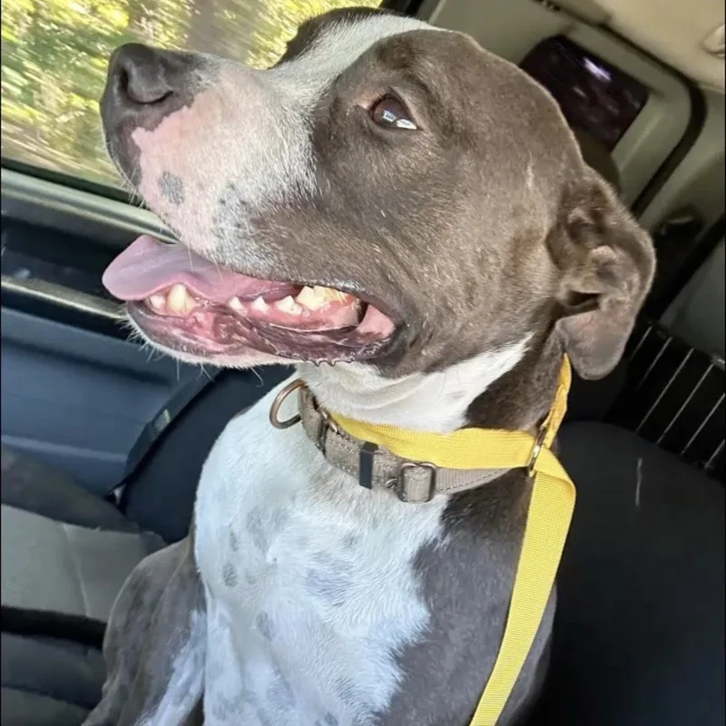 An adult large-sized male Gray / Blue / Silver American Staffordshire Terrier dog named Humphrey for adoption in phenix city, AL