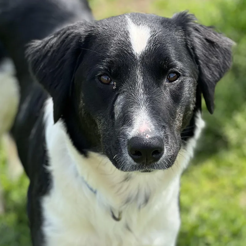 An adult medium-sized female Black Border Collie dog named Juno for adoption in Monroe, OH