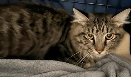 An adult small-sized male Domestic Short Hair cat named Devin for adoption in Phoenix, AZ