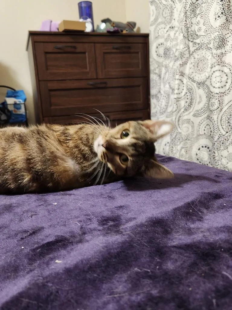 Zuri