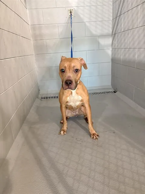 An adult medium-sized female American Bulldog dog named Hera for adoption in Winter Haven, FL