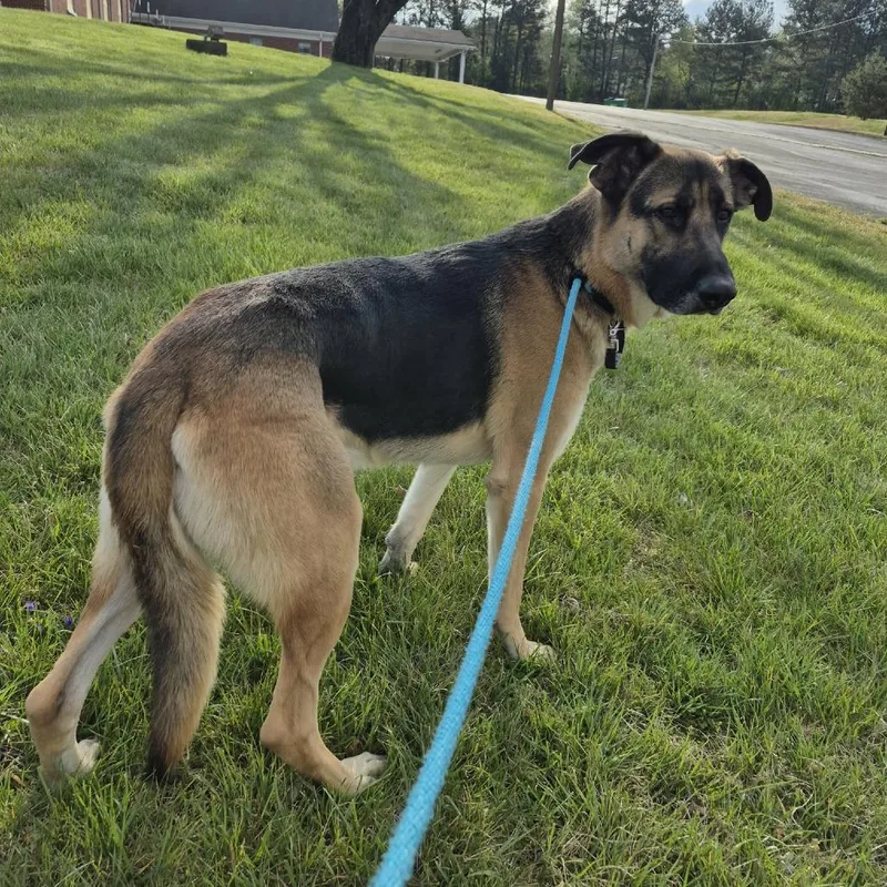 A senior large-sized male Yellow / Tan / Blond / Fawn German Shepherd Dog dog named Cooper for adoption in Chattanooga, TN