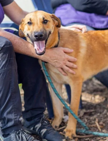 A young medium-sized male Mixed Breed dog named Harkle for adoption in Chamblee, GA