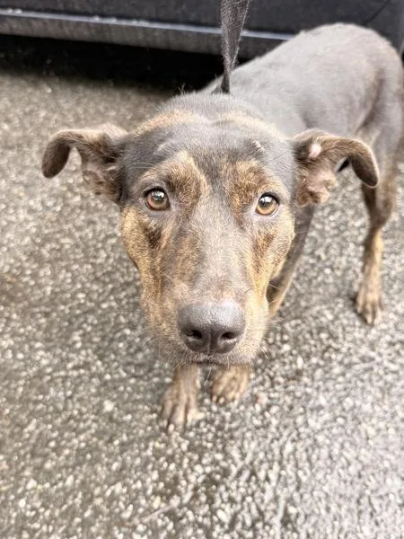 A young medium-sized female Pit Bull Terrier dog named Vega for adoption in Mobile, AL